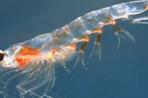 “I Don’t Eat Meat – I Eat Fish!”